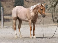 Hengst, Quarter Horse — Foto 5
