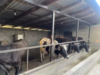 Kuh, Russian Black pied cattle — Foto 2