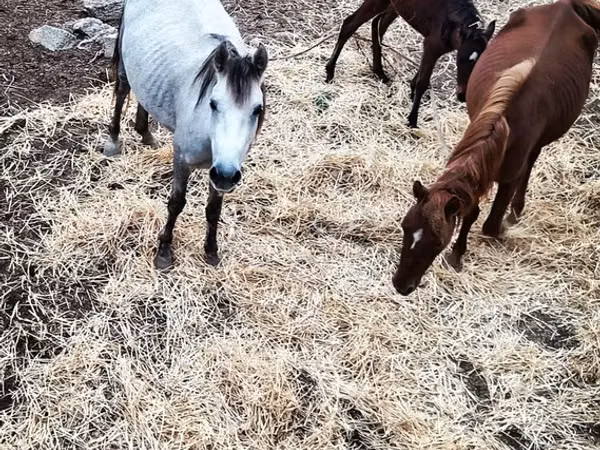 Mare, Horses