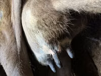 بقرة, Swiss cattle — الصورة 3