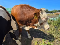 Toro, Swiss cattle — foto 5