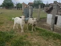 Widder, Merino sheep — Foto 1