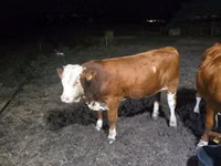 Toro, Swiss cattle — foto 2