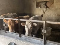 Cow, Russian Black pied cattle — photo 2