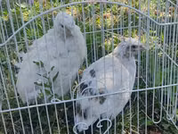 白色 — 照片 3