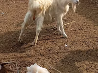 Cabras (lote, sexo no especificado), Cabras — foto 2