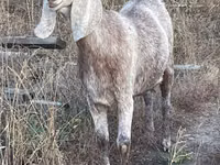 Goat, Beetal goats — photo 2