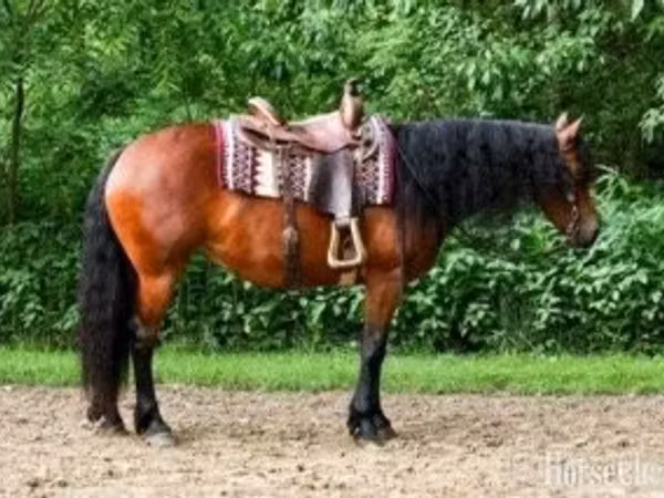 Stute, Friesian