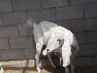 عنزة, Beetal goats — الصورة 1
