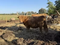 Cow, Highland — photo 2