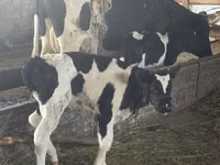 ثور, Russian Black pied cattle — الصورة 3