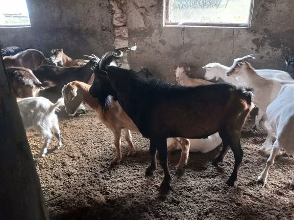 Billy Goat, Goats