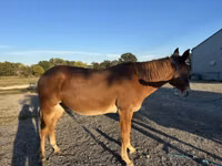 Hengst, Mule — Foto 2