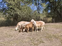 मेढ़ा, Afghan Arabi sheep — फ़ोटो 8