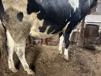 Vaca, Russian Black pied cattle — foto 1