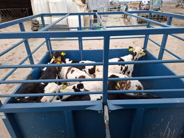 Cow, Holstein breed