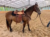 Stute, Appaloosa — Foto 1