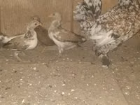 日本矮脚鸡 — 照片 7