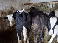Cow, Simmental cattle — photo 6