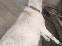 ماعز (دفعة، الجنس غير محدد), Barbari goats — الصورة 2