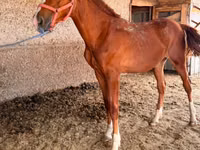 Caballo, Anglo-Arabian — foto 3