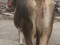 Cow, Swiss cattle — photo 7