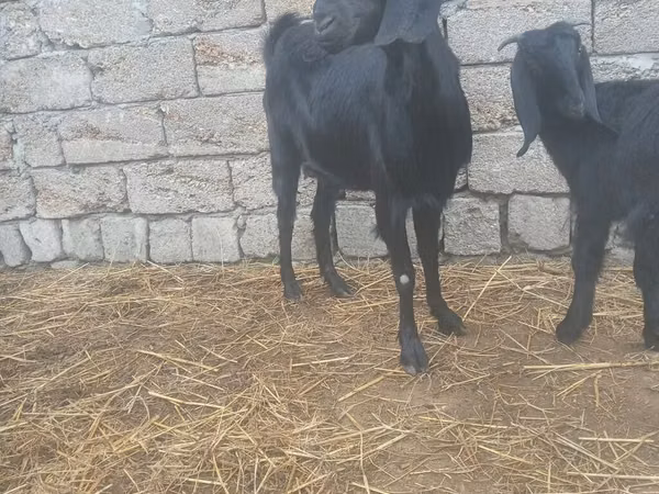 Goat, Damask goat