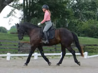Hengst, Percheron — Foto 8