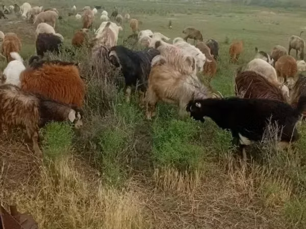 Cabra, Cabras
