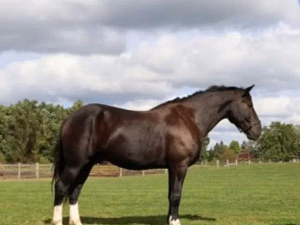 Hengst, Percheron
