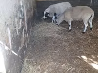 公羊, Dorper sheep — 照片 2