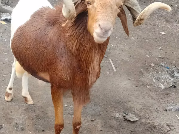 Carnero, Ovejas