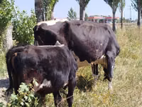 Toro, Swiss cattle — foto 2