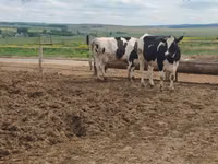 Kuh, Russian Black pied cattle — Foto 4