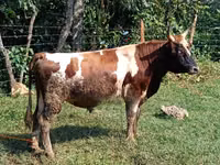 Bull, Cattle — photo 1
