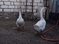 Geese — Foto 4