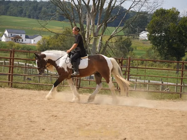 Hengst, Pinto horses