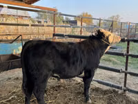 Bull, Simmental cattle — photo 8