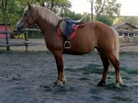 Mare, Haflinger — photo 3