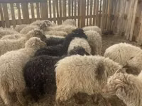 Schafe (Partie, Geschlecht nicht angegeben), Suffolk sheep — Foto 1