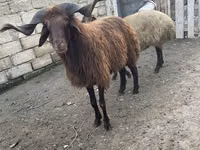 मेढ़ा, Red Karaman sheep — फ़ोटो 6