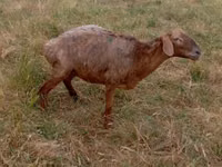 Sheep, Kazakh meat-wool sheep — photo 1