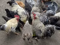 Turkeys — Foto 3