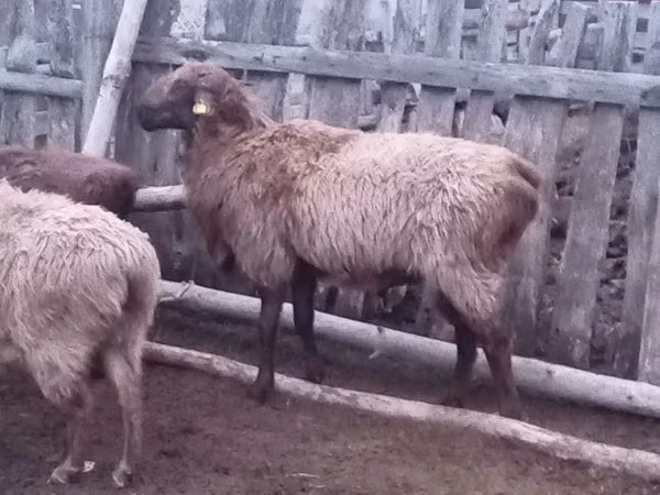 Ram, Edilbay sheep