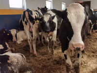 ثور, Simmental cattle — الصورة 6