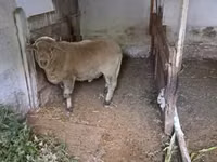 Widder, Merino sheep — Foto 4