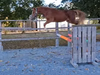 Horse (M), Welsh Cob — photo 1