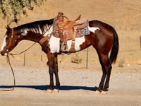 Mare, National Show Horse — photo 5