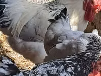 Chickens — Foto 3