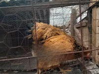 Brahma — photo 4